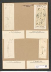 Stauroneis phoenicentrum (Nitzsch.) Ehr. (de-Toni-Nr.: Genus 6, Species 867) Zeichnungen Sammlung Grunow Nr. 1722 (NHMW-BOT-W0368600)
